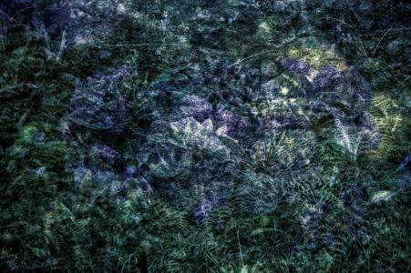 magic plants